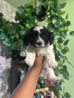 Oreo , a female Poodle - Miniature  for sale in Los Angeles, CA – Photo 4 of 4