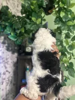 Oreo , a female Poodle - Miniature  for sale in Los Angeles, CA – Photo 2 of 4