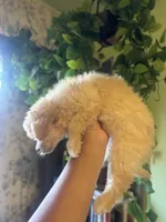 Kora, a female Maltipoo for sale in Los Angeles, CA – 5 of 5