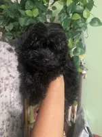 Leo, a male Maltipoo for sale in Los Angeles, CA – 3 of 3