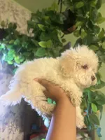 Miles, a male Maltipoo for sale in Los Angeles, CA – 3 of 6