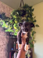 Panther, a male Jack Russell Terrier and Chihuahua for sale in Los Angeles, CA – 3 of 5