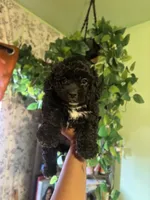 Luther, a male Maltipoo for sale in Los Angeles, CA – 3 of 3