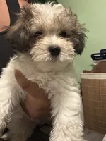 Snoopy, a male Maltipoo for sale in Los Angeles, CA – 6 of 6