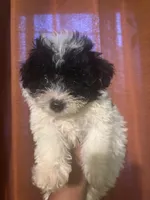 Lea, a female Maltipoo for sale in Los Angeles, CA – Photo 3 of 4