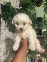 Cece , a female Maltipoo for sale in Los Angeles, CA – Photo 5 of 8