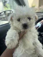 Cece , a female Maltipoo for sale in Los Angeles, CA – Photo 7 of 8