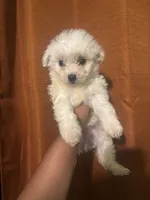 Cece , a female Maltipoo for sale in Los Angeles, CA – Photo 3 of 8