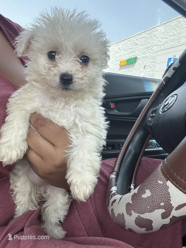 Cece  – Maltipoo puppy for sale in Los Angeles, CA