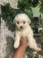 Cece , a female Maltipoo for sale in Los Angeles, CA – Photo 2 of 8