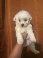 Cece , a female Maltipoo for sale in Los Angeles, CA – Photo 8 of 8