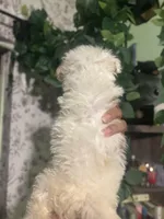 Cece , a female Maltipoo for sale in Los Angeles, CA – Photo 4 of 8