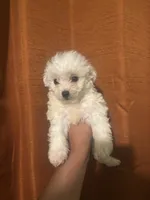 Cece , a female Maltipoo for sale in Los Angeles, CA – Photo 6 of 8