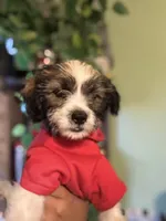 Jack, a male Maltipoo and Chihuahua for sale in Los Angeles, CA – 9 of 10