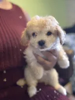 Kora, a female Maltipoo for sale in Los Angeles, CA – 4 of 5