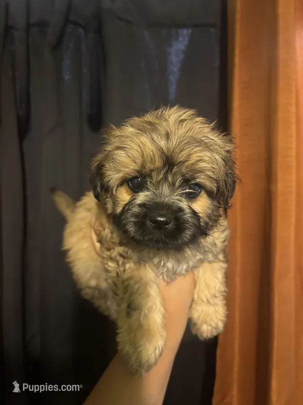 Kirby  – Yorkipoo puppy for sale in Los Angeles, CA