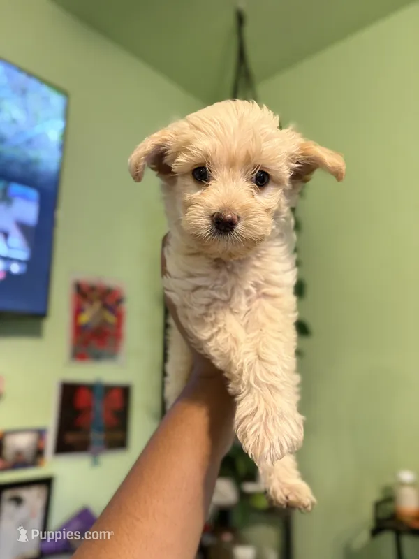 Charlie  – Maltipoo puppy for sale in Los Angeles, CA