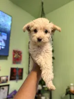 Charlie , a male Maltipoo for sale in Los Angeles, CA – 1 of 6