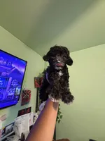 Lia, a female Maltipoo for sale in Los Angeles, CA – 4 of 4