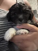 Jack , a male Yorkipoo for sale in Los Angeles, CA – 3 of 4