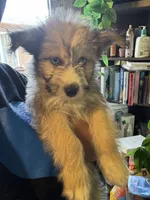 Onyx, a male Pomsky for sale in Los Angeles, CA – 4 of 6