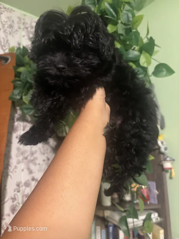 Leo – Maltipoo puppy for sale in Los Angeles, CA