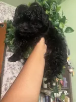 Leo, a male Maltipoo for sale in Los Angeles, CA – 1 of 3