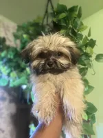 Mixie, a female Yorkipoo for sale in Los Angeles, CA – 4 of 5