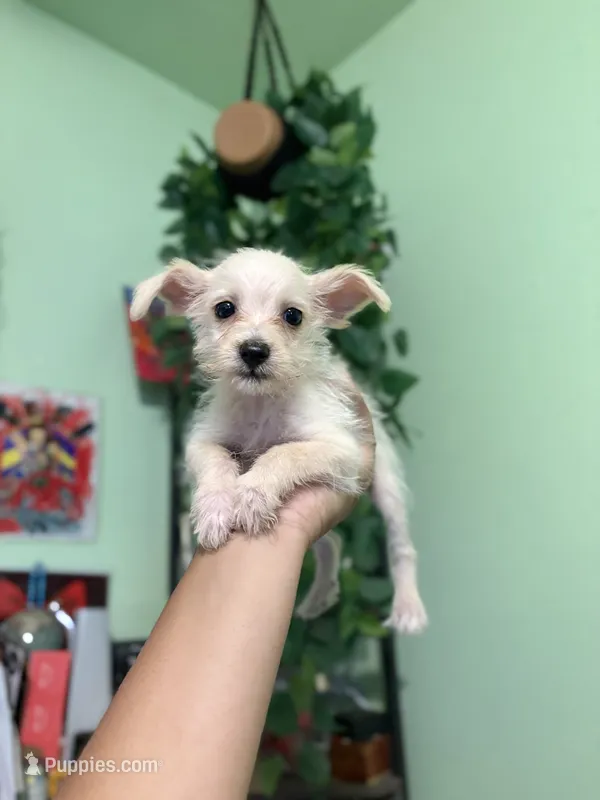 Mini – Jack Russell Terrier, Chihuahua puppy for sale in Los Angeles, CA