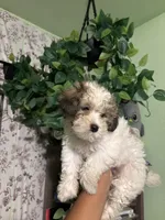 Snoopy, a male Maltipoo for sale in Los Angeles, CA – 4 of 6