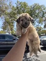 Brownie, a female Yorkipoo for sale in Los Angeles, CA – 5 of 8