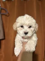 Lotus 🪷 , a female Maltipoo for sale in Los Angeles, CA – 3 of 3