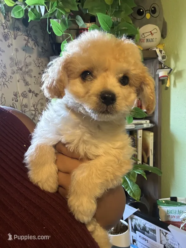 Kora – Maltipoo puppy for sale in Los Angeles, CA