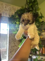 Jack , a male Maltipoo for sale in Los Angeles, CA – 3 of 5