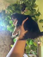 Ray, a male Yorkipoo for sale in Los Angeles, CA – 2 of 4