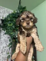 Tangy, a male Maltipoo for sale in Los Angeles, CA – 1 of 3