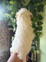 Molly, a male Maltipoo for sale in Los Angeles, CA – 3 of 4