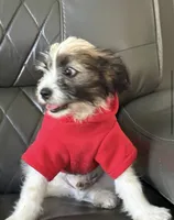 Jack, a male Maltipoo and Chihuahua for sale in Los Angeles, CA – 10 of 10