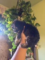 Pixie, a female Yorkipoo for sale in Los Angeles, CA – 2 of 4