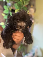 Lex, a female Yorkipoo for sale in Los Angeles, CA – 2 of 3