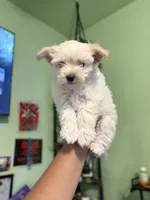 Max, a male Maltipoo for sale in Los Angeles, CA – 3 of 6