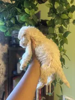 Merry Lyn, a female Maltipoo for sale in Los Angeles, CA – Photo 4 of 4