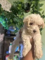 Merry Lyn, a female Maltipoo for sale in Los Angeles, CA – Photo 3 of 4