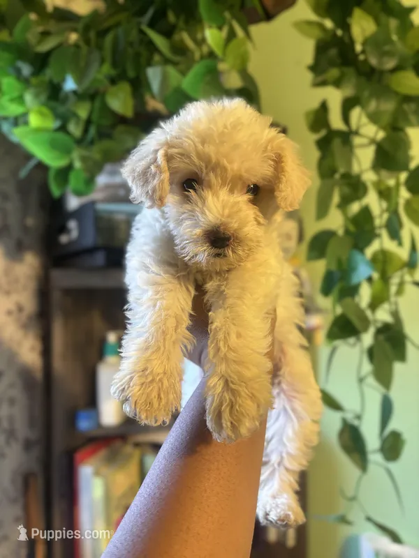 Merry Lyn – Maltipoo puppy for sale in Los Angeles, CA