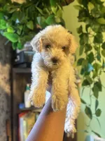 Merry Lyn, a female Maltipoo for sale in Los Angeles, CA – Photo 1 of 4