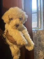 Merry Lyn, a female Maltipoo for sale in Los Angeles, CA – Photo 2 of 4