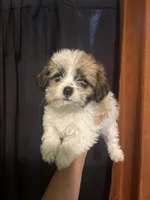 Lena, a female Yorkipoo for sale in Los Angeles, CA – 2 of 3