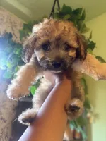 Kai, a male Maltipoo for sale in Los Angeles, CA – 1 of 6