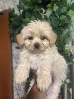 Max, a male Yorkipoo for sale in Los Angeles, CA – 1 of 4