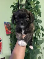Jill, a female Yorkipoo for sale in Los Angeles, CA – 1 of 4